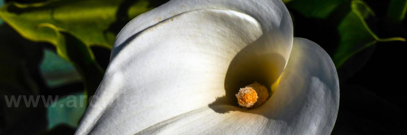 fotografie.BDW.2015&BildID=564