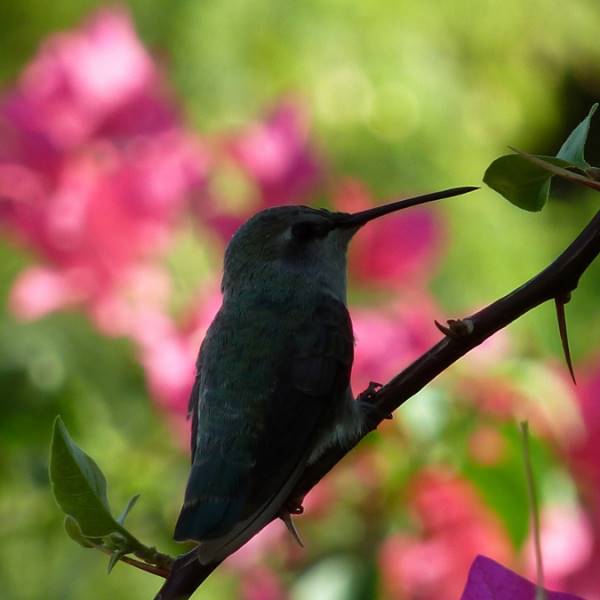 Kolibri