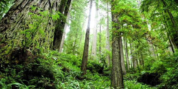 Redwood National Park